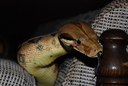 dsc_0143_t.JPG