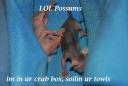 lol-possum2.jpg